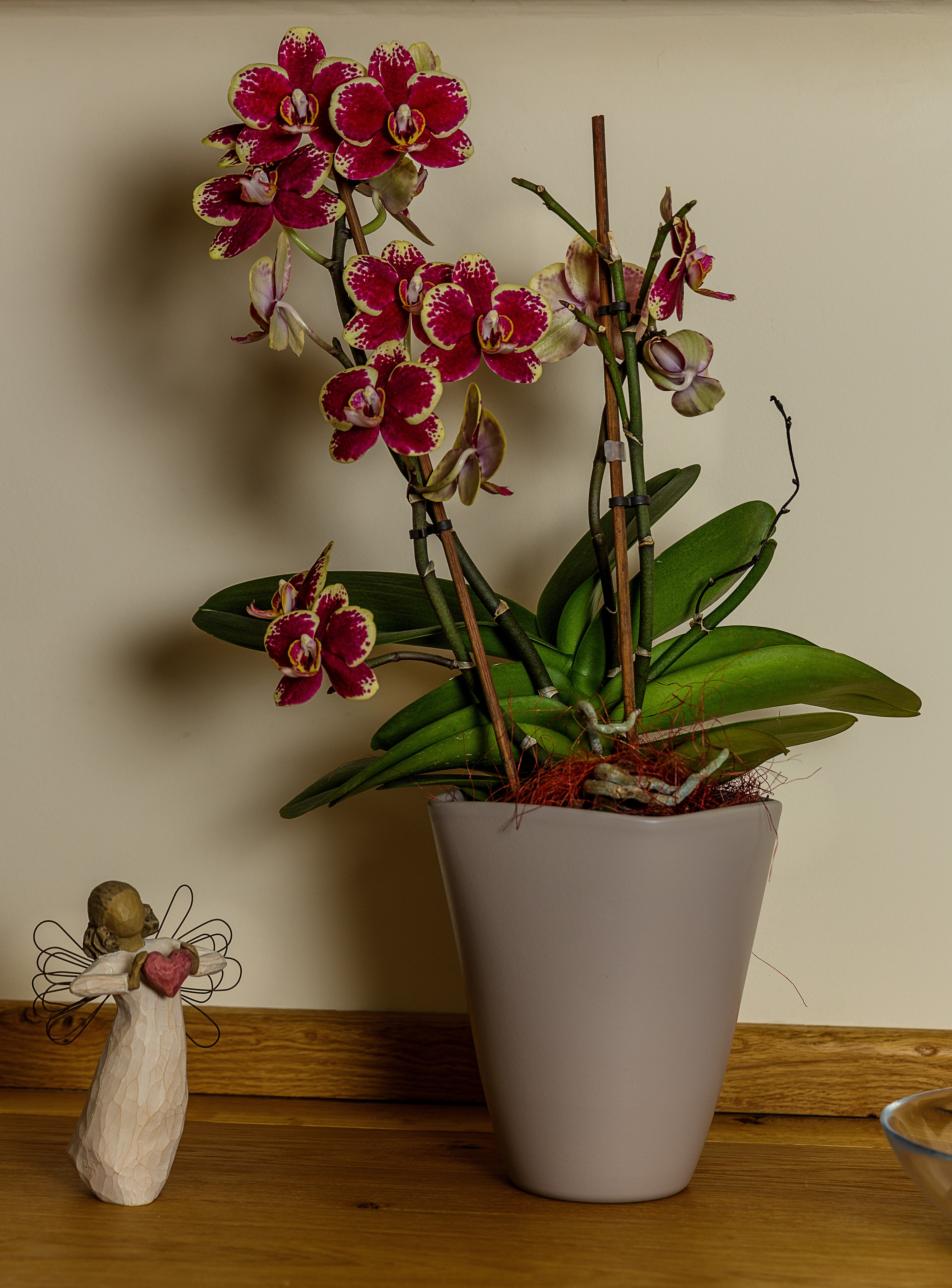 Orchidee